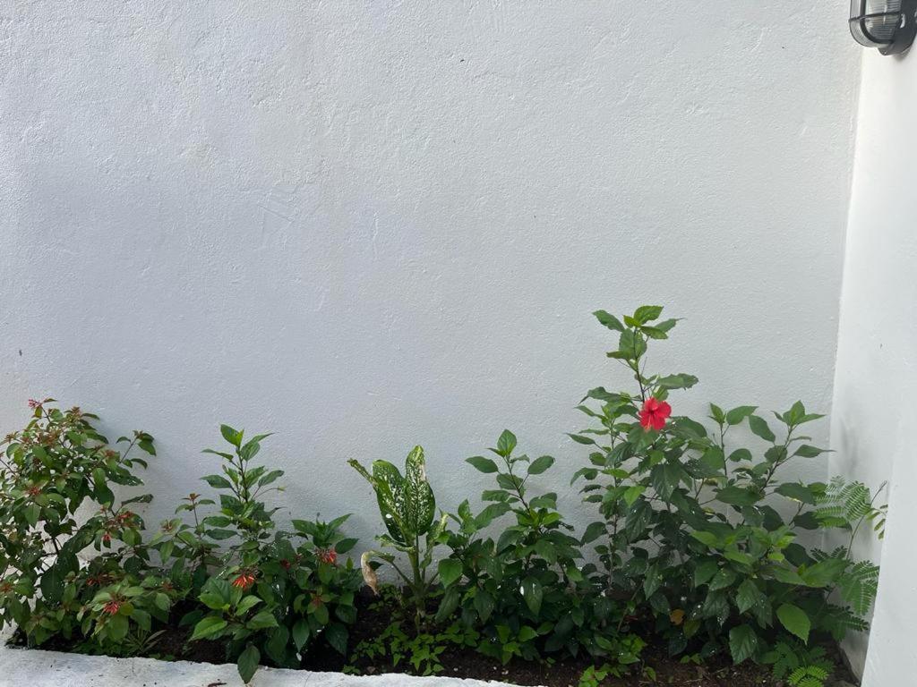 Lala Salama Kendwa Villas Dış mekan fotoğraf